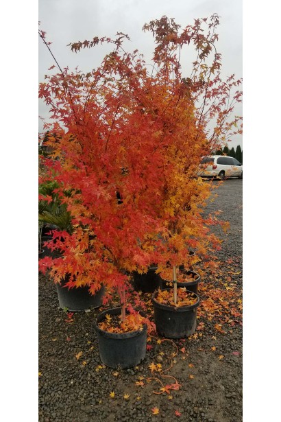 Young maple Sangokaku (Acer palmatum 'Sangokaku') with black pagons.